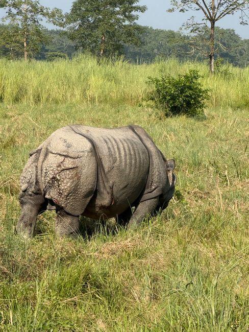 Why Banke National Park Should Be Your Next Nepal Wildlife Destination