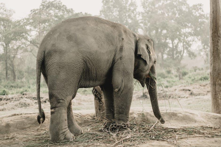 Chitwan National Park, Nepal - Travel Guide and Tourism Information